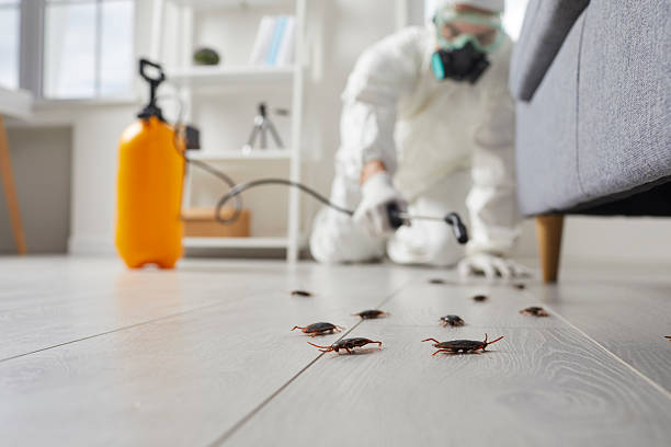 Commercial Kitchen Cockroach Control in Greenwich